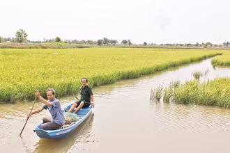 Mô hình thích ứng biến đổi khí hậu mang lại hiệu quả cao cho thành viên Hợp tác xã lúa-tôm Thạnh Phú (Bến Tre). 