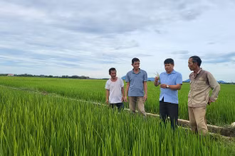 Cán bộ phụ trách lĩnh vực nông nghiệp xã Nam Phúc Thăng, huyện Cẩm Xuyên, tỉnh Hà Tĩnh hướng dẫn người dân thôn Ðồng Cao chăm sóc lúa hè thu. 