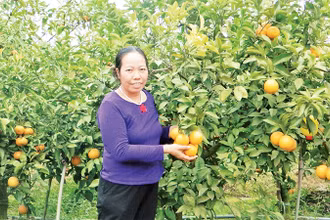 Nông dân tỉnh Hưng Yên trồng cây ăn quả có múi theo quy trình VietGAP. 