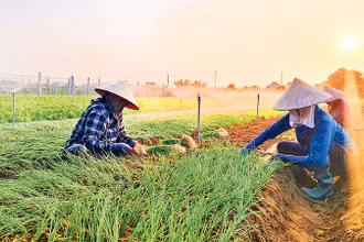 Nhiều vùng đất cát ven biển ở huyện Quỳnh Lưu (Nghệ An) chuyển sang trồng rau, hành... cho thu nhập cao hơn nhiều so với trồng lúa. 