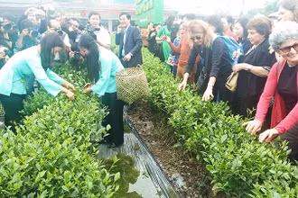 Khách du lịch quốc tế trải nghiệm vùng chè đặc sản Tân Cương. 