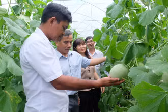 Mô hình trồng dưa lưới ở xã Lộc Hưng, huyện Lộc Ninh đã giúp nhiều gia đình nâng cao thu nhập. 