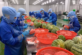 Xuất khẩu rau quả có nhiều cơ hội tăng trưởng tại UAE. Trong ảnh: Chế biến dưa hấu tại Công ty cổ phần công nghiệp thực phẩm Thabico Tiền Giang. (Ảnh NGUYỄN SỰ) 