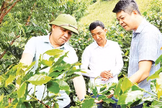 Lãnh đạo UBND tỉnh Ðiện Biên và huyện Tuần Giáo kiểm tra tiến độ sinh trưởng cây cà-phê trồng theo mô hình liên kết tại huyện Tuần Giáo. 