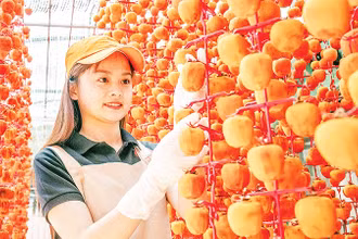 Thông thường, hồng được treo trên dây thành chuỗi ở nơi thoáng gió, không có ánh sáng trực tiếp với thời gian phơi khoảng 3-4 tuần.