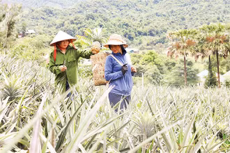 Người dân xã biên giới Mường Nhà thu hoạch dứa. 