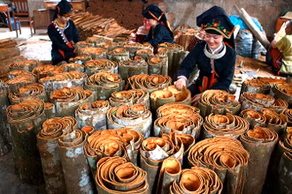 Ðồng bào Dao huyện Văn Yên, tỉnh Yên Bái thu hoạch quế. 