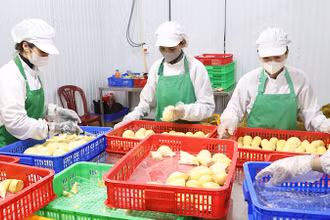 Tách múi sầu riêng cấp đông phục vụ xuất khẩu tại huyện Krông Pắc, tỉnh Ðắk Lắk. (Ảnh CÔNG LÝ) 
