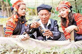 Lai Châu phát triển được hơn 11.000 ha cây dược liệu. 