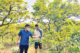 Vùng trồng na ở xã Việt Dân, thị xã Ðông Triều đem lại giá trị kinh tế cao. 