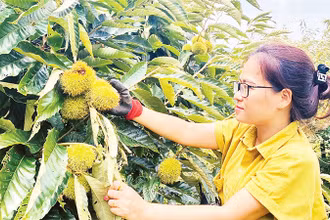 Các vườn dẻ ván không chỉ mang lại hiệu quả kinh tế mà còn mở ra tiềm năng về du lịch sinh thái. Trong ảnh: Du khách hái hạt dẻ ở Ðức Vân, Ngân Sơn. 