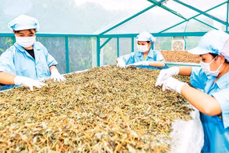 Công ty Thảo dược Tây Nguyên (tỉnh Kon Tum) tạo việc làm ổn định cho nhiều phụ nữ đồng bào dân tộc thiểu số. (Ảnh LỆ THỦY) 