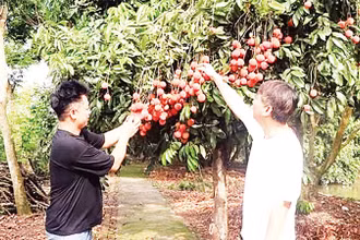 Nông dân xã Phan Sào Nam trồng vải trứng cho thu nhập cao. 