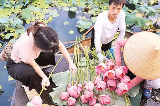 Thu hoạch sen bách diệp bên hồ Tây. (Ảnh Quang Thái) 