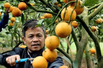 Người trồng cam Cao Phong phấn khởi vì giá cam ổn định.