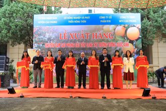 Lãnh đạo tỉnh Hoà Bình cắt băng khánh thành tại Lễ xuất lô hàng cam Cao Phong đầu tiên sang Vương Quốc Anh.