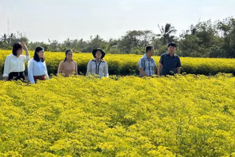 Nhiều hộ Khmer ở xã Vĩnh Trạch Đông, thành phố Bạc Liêu trồng các loại rau thơm đem lại hiệu quả kinh tế cao. (Ảnh: TRỌNG DUY)