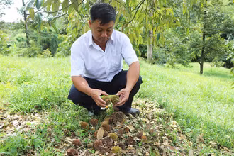 Mưa trái mùa khiến bông và trái sầu riêng non rụng hàng loạt ở một số xã của huyện Đạ Huoai, tỉnh Lâm Đồng.