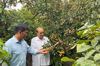Cây nhãn hiếm hoi trong vườn nhà ông Nguyễn Đình Xuyên đậu quả khá sai.