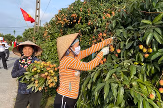 Nông dân Thanh Hà phấn khởi thu hoạch vải thiều phục vụ xuất khẩu.