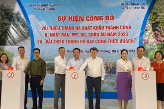 Các đại biểu bấm nút xuất khẩu vải thiều Thanh Hà đi các nước: Nhật Bản, Mỹ, Australia, châu Âu.