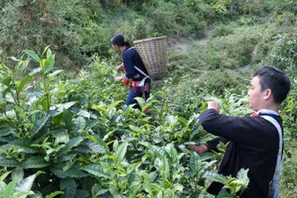 Đồng bào dân tộc Dao thôn Phìn Hồ, xã Thông Nguyên, huyện Hoàng Su Phì (Hà Giang) thu hái chè Shan tuyết.
