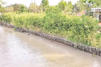 Kè sinh thái dọc tuyến sông huyện Châu Thành A, tỉnh Hậu Giang.
