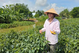 Gia đình chị Phượng đã khấm khá lên nhờ trồng ớt. 
