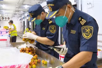 Hải quan Trung Quốc kiểm tra các lô hàng vải thiều Việt Nam. (Ảnh: CCTV)