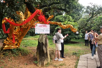 Du khách thích thú chụp ảnh bên cây vải thiều 500 năm tuổi vừa được đấu giá thành công gần 1,4 triệu nhân dân tệ (khoảng 5 tỷ đồng).