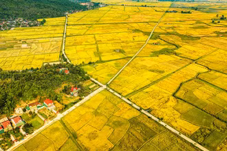 Những cánh đồng vàng mùa lúa chín.
