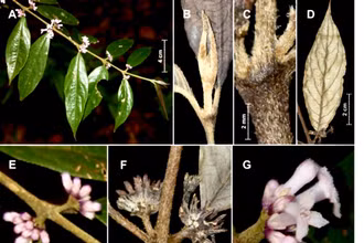 Xú hương Hà Tĩnh (Lasianthus hatinhensis). Nguồn ảnh: Phytotaxa.