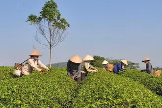 Vùng chè của Tổ hợp tác Hương chè Vĩnh Tân, huyện Sơn Dương, Tuyên Quang (Ảnh: Hải Chung).