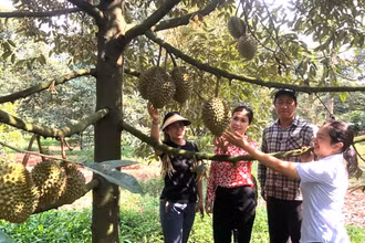 Một vườn trái cây ở thành phố Long Khánh.