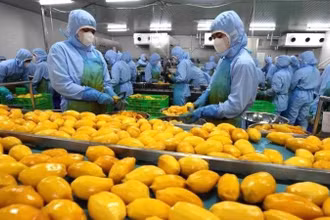 [Video] Nguồn cung rau quả chế biến từ Việt Nam sang Mỹ tăng 57,7% trong 2 tháng đầu năm 2025