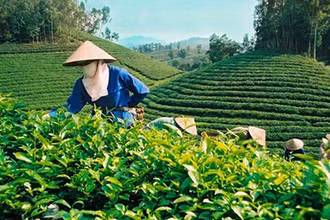 Nâng cao chất lượng sản phẩm chè