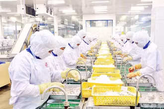 Chế biến thủy sản xuất khẩu ở Công ty cổ phần Thủy sản Cafatex (Hậu Giang). (Ảnh TRẦN QUỐC)