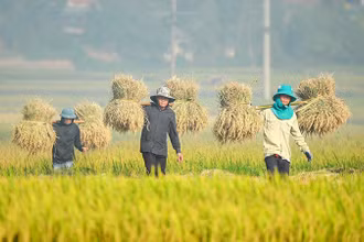 Nông dân Điện Biên thu hoạch lúa mùa. (Ảnh: Lê Lan)