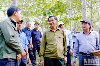 Đồng chí Trần Đức Quận (giữa) và Phó Chủ tịch UBND tỉnh Lâm Đồng Phạm S (bìa phải) tìm hiểu tình hình hoạt động của doanh nghiệp cao-su tại địa phương. (Ảnh: Ngọc Ngà)