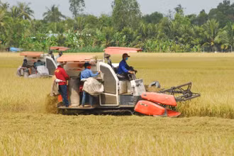 Vùng lúa chất lượng cao tại xã Hậu Mỹ Trinh, huyện Cái Bè (Tiền Giang).