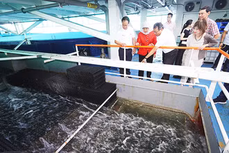 Trang trại nuôi cá công nghệ cao tại Eco-Ark của Singapore. Ảnh: SFA