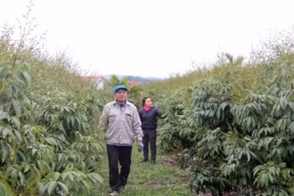 Người dân xã Phúc Hòa thăm vườn vải sớm.