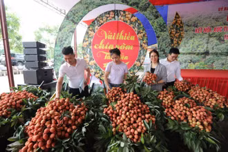 Vải thiều chín sớm 2024 tại huyện Tân Yên.