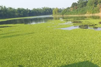 Sông Lục Nam bị bèo và nước đen bốc mùi hôi thối đoạn xã Phượng Sơn, Lục Ngạn, Bắc Giang.