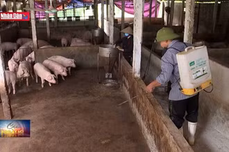 Ngăn chặn nguy cơ bùng phát dịch tả lợn Châu Phi