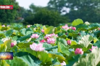 Dịu dàng mùa sen nở rộ