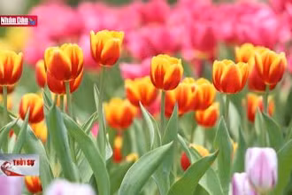 Độc đáo vườn hoa tulip trên độ cao 986 mét ở đỉnh núi Bà Đen