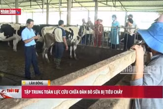 Tập trung toàn lực cứu chữa đàn bò sữa bị tiêu chảy