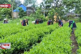 Xây dựng lực lượng nông dân thông minh, hiện đại