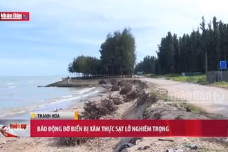 Báo động bờ biển bị xâm thực sạt lở nghiêm trọng